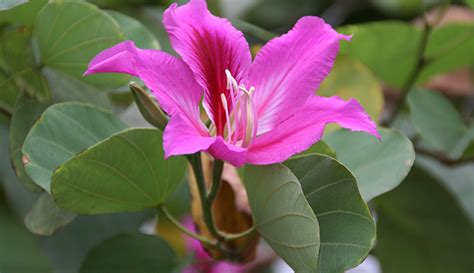 黃槿風水|香港植物標本室